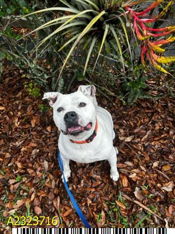 Enlarge HATCH, a Adoptable Mixed Breed in West Palm Beach, FL image 1/1