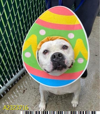 HATCH, Adoptable, Adult Male Mixed Breed.