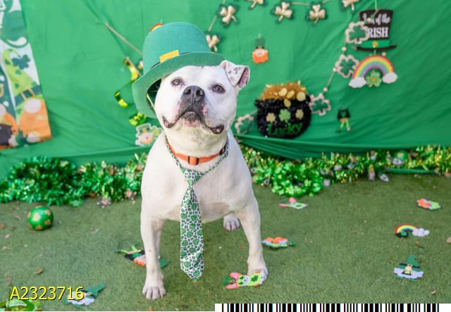 HATCH, Adoptable, Adult Male Mixed Breed.