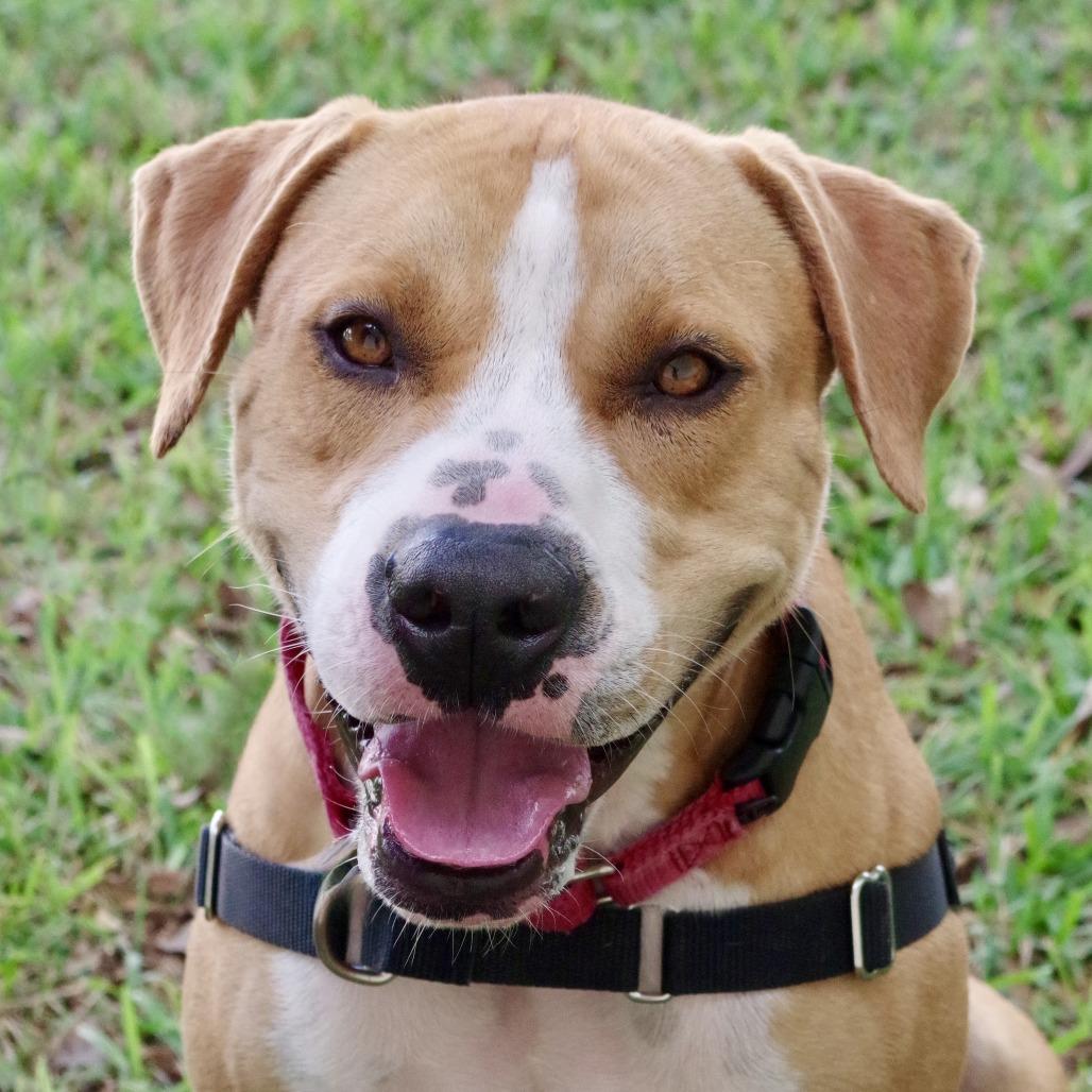 Enlarge Waldo, a Adoptable mixed breed in Miami, FL image 1/6