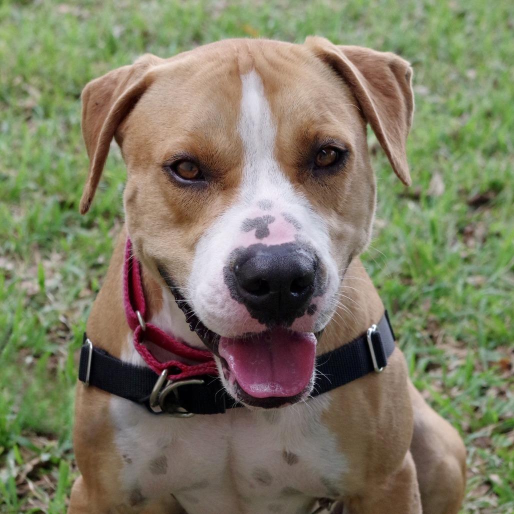 Enlarge Waldo, a Adoptable mixed breed in Miami, FL image 2/6