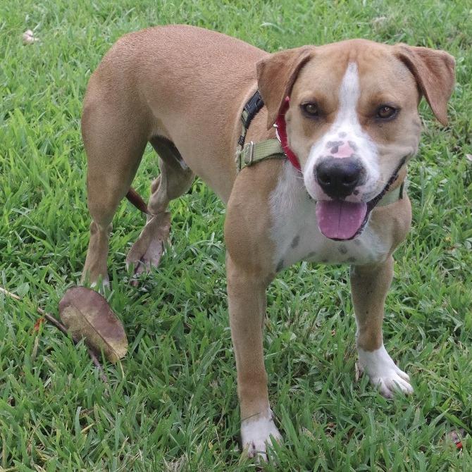 Enlarge Waldo, a Adoptable mixed breed in Miami, FL image 3/6