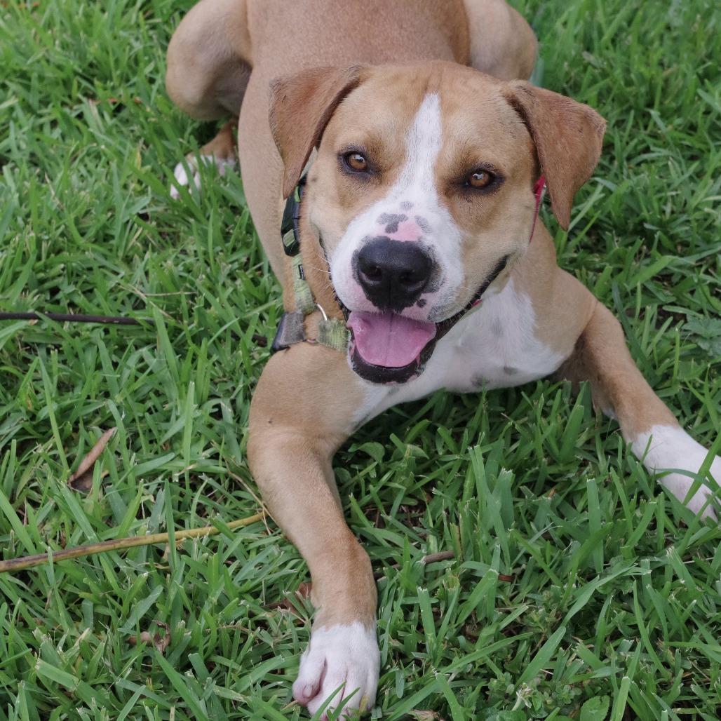 Enlarge Waldo, a Adoptable mixed breed in Miami, FL image 4/6