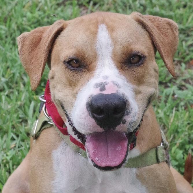 Enlarge Waldo, a Adoptable mixed breed in Miami, FL image 5/6