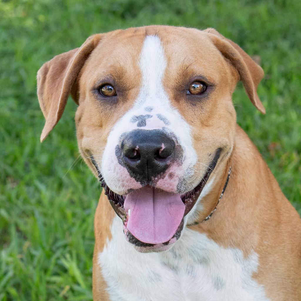 Enlarge Waldo, a Adoptable mixed breed in Miami, FL image 6/6