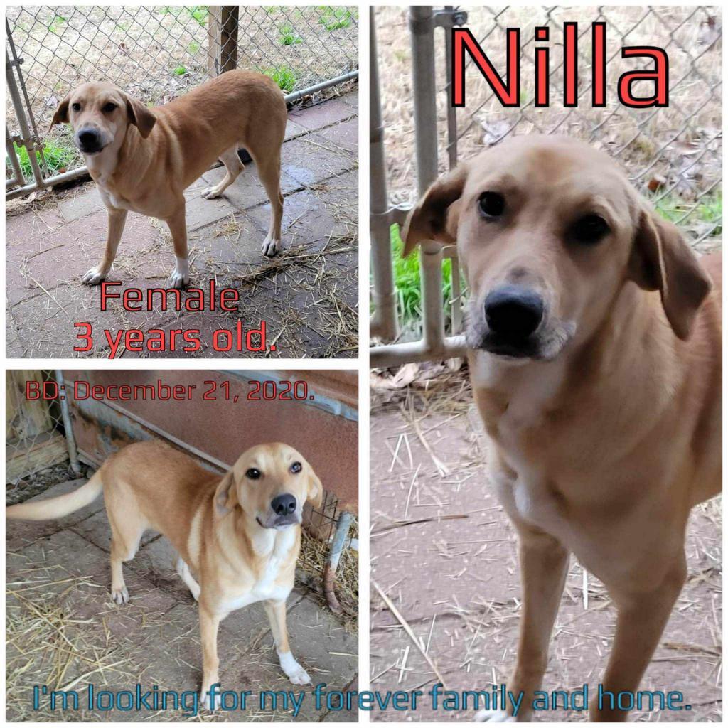Nilla