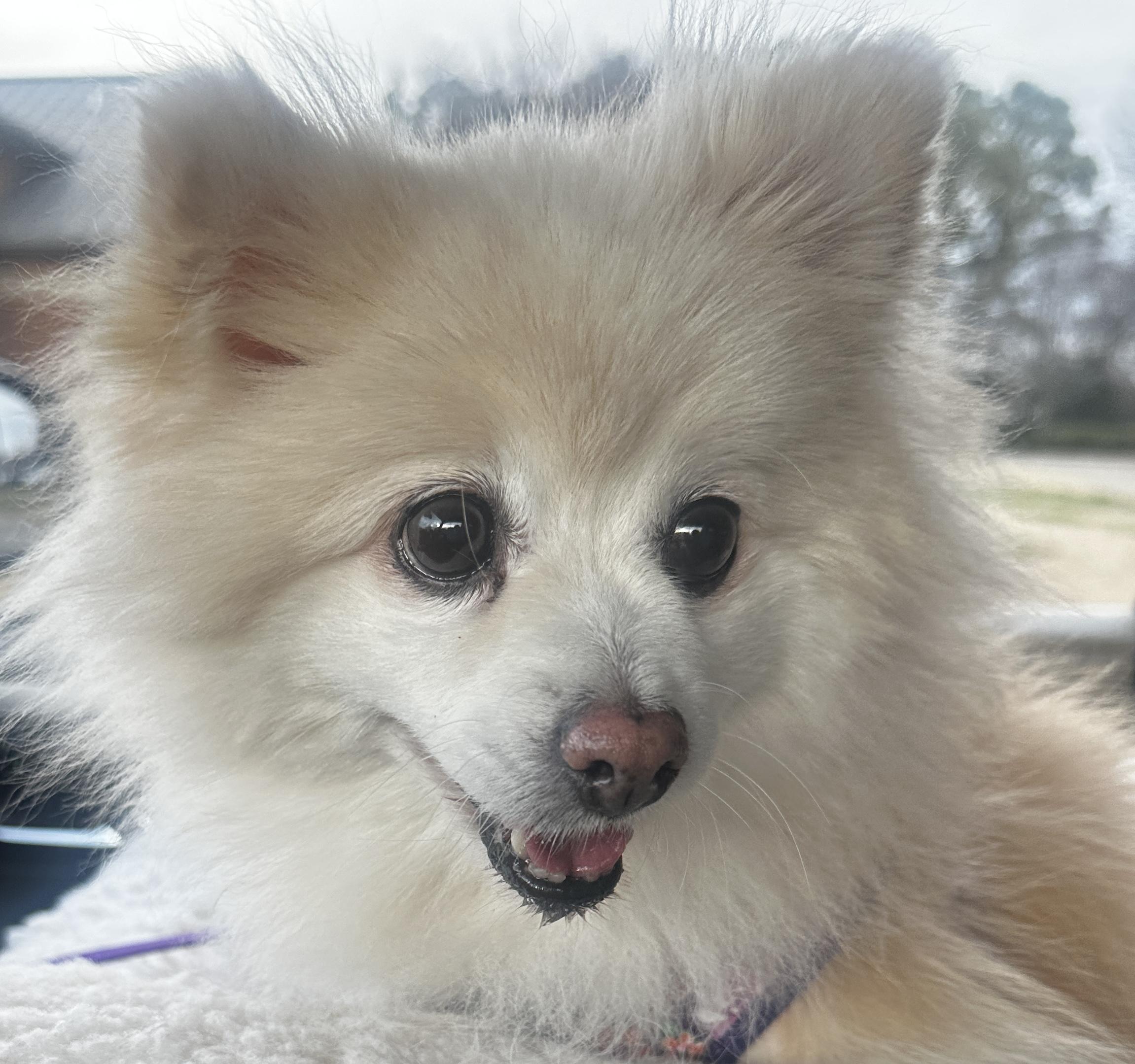 Enlarge Stella, a ADOPTABLE Pomeranian in Franklin, TN image 1/1