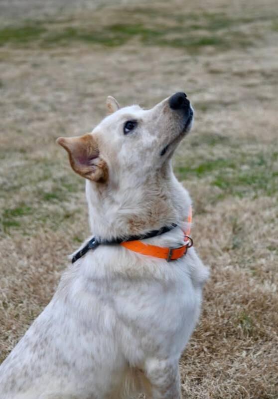 Enlarge Zeke, a Adoptable mixed breed in Maryville, TN image 1/6