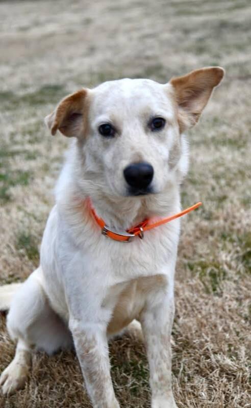 Enlarge Zeke, a Adoptable mixed breed in Maryville, TN image 3/6
