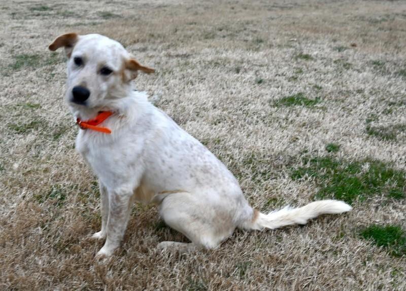 Enlarge Zeke, a Adoptable mixed breed in Maryville, TN image 6/6