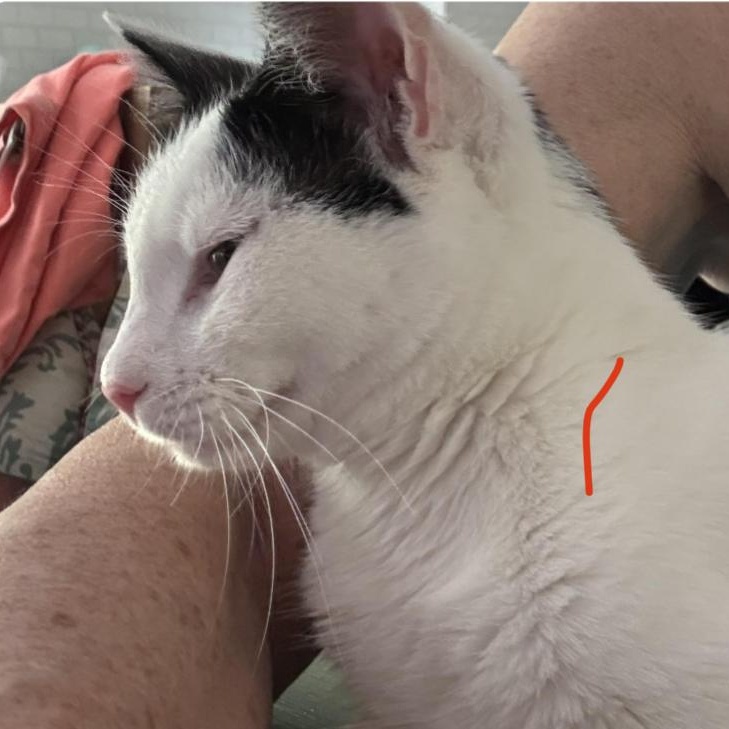 Spot