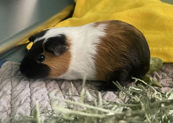 Tombstone, Adoptable, Young Female Guinea Pig.