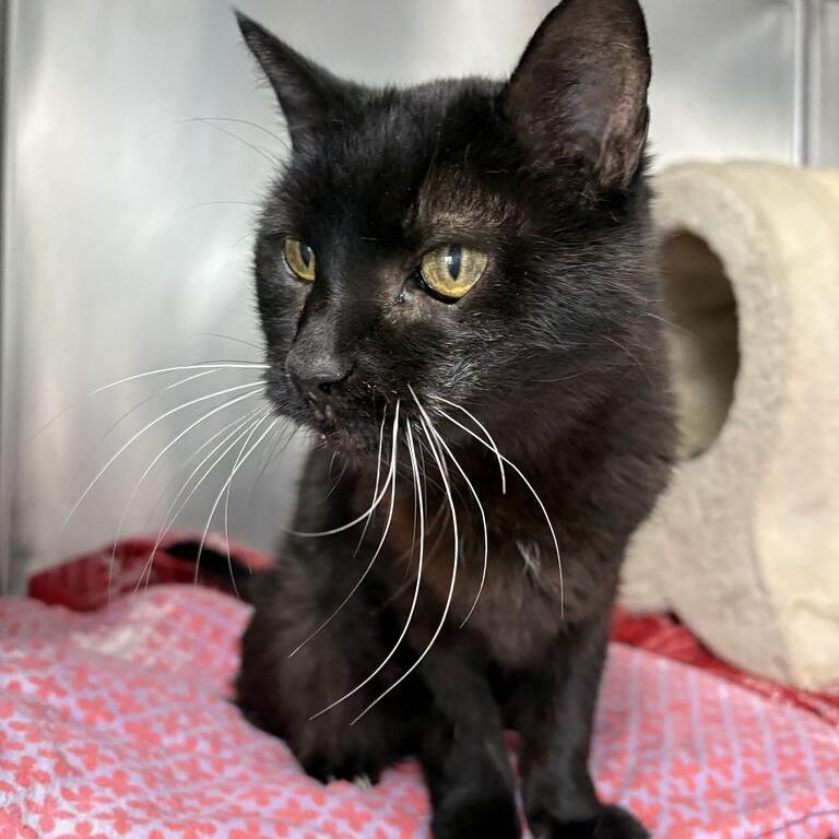 Gladys, Adoptable, Senior Female Domestic Short Hair.