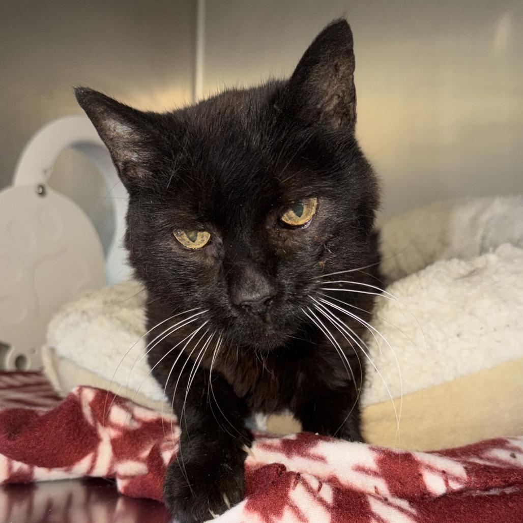 Enlarge Gladys, a Adoptable Domestic Short Hair in Driggs, ID image 2/5