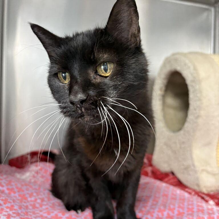 Enlarge Gladys, a Adoptable Domestic Short Hair in Driggs, ID image 3/5