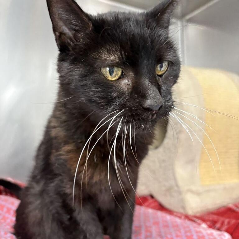 Enlarge Gladys, a Adoptable Domestic Short Hair in Driggs, ID image 4/5