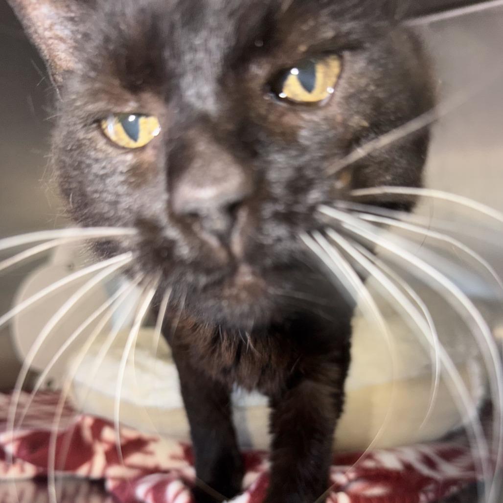 Enlarge Gladys, a Adoptable Domestic Short Hair in Driggs, ID image 5/5