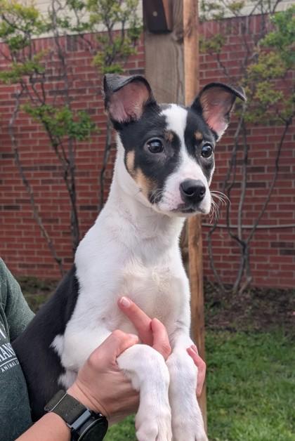 Spotty, Adoptable, Adult Male Pit Bull Terrier & Mixed Breed.