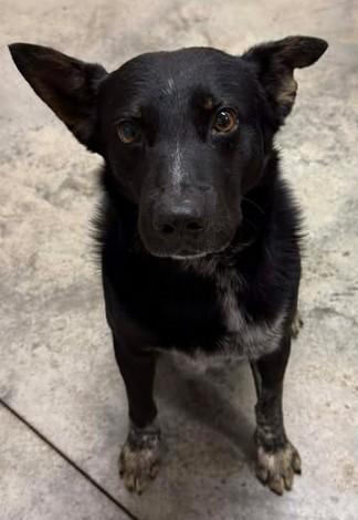 Rip, Adoptable, Adult Male Cattle Dog & Mixed Breed.