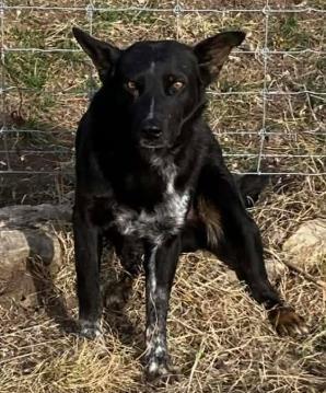 Rip, a Adoptable mixed breed in Lampasas, TX image 2/2