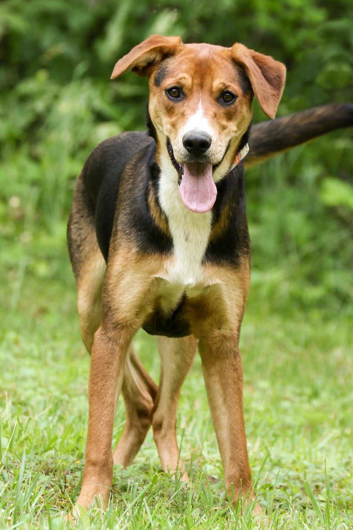Enlarge Penny, a Adoptable mixed breed in Cashiers, NC image 1/6