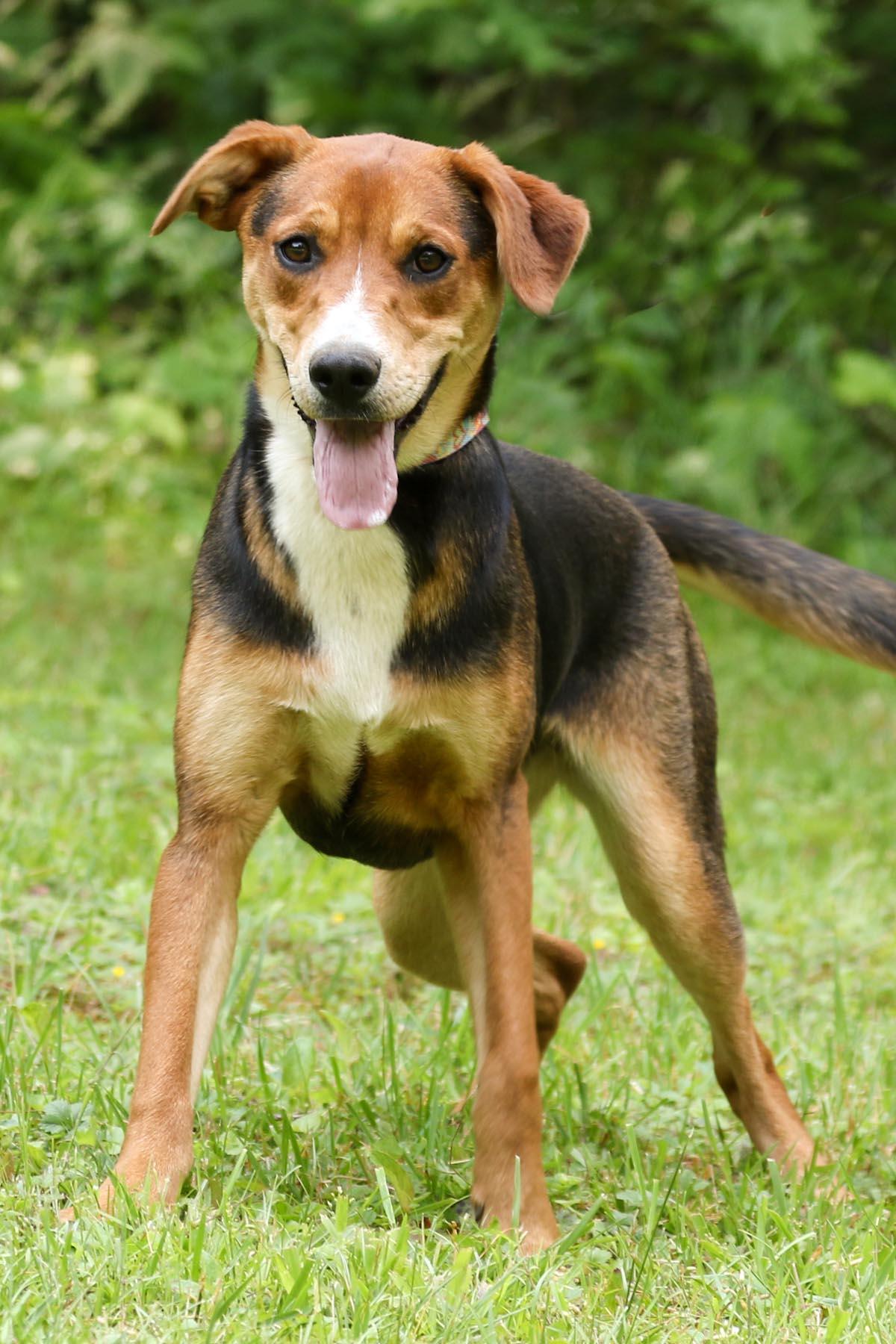 Enlarge Penny, a Adoptable mixed breed in Cashiers, NC image 4/6
