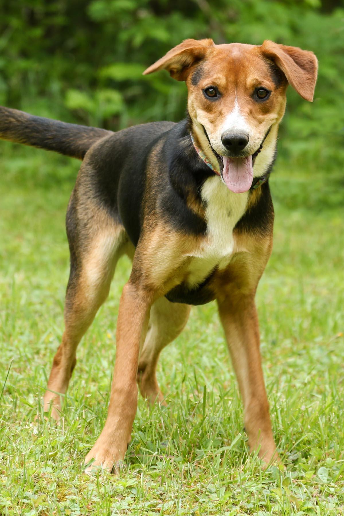 Enlarge Penny, a Adoptable mixed breed in Cashiers, NC image 6/6