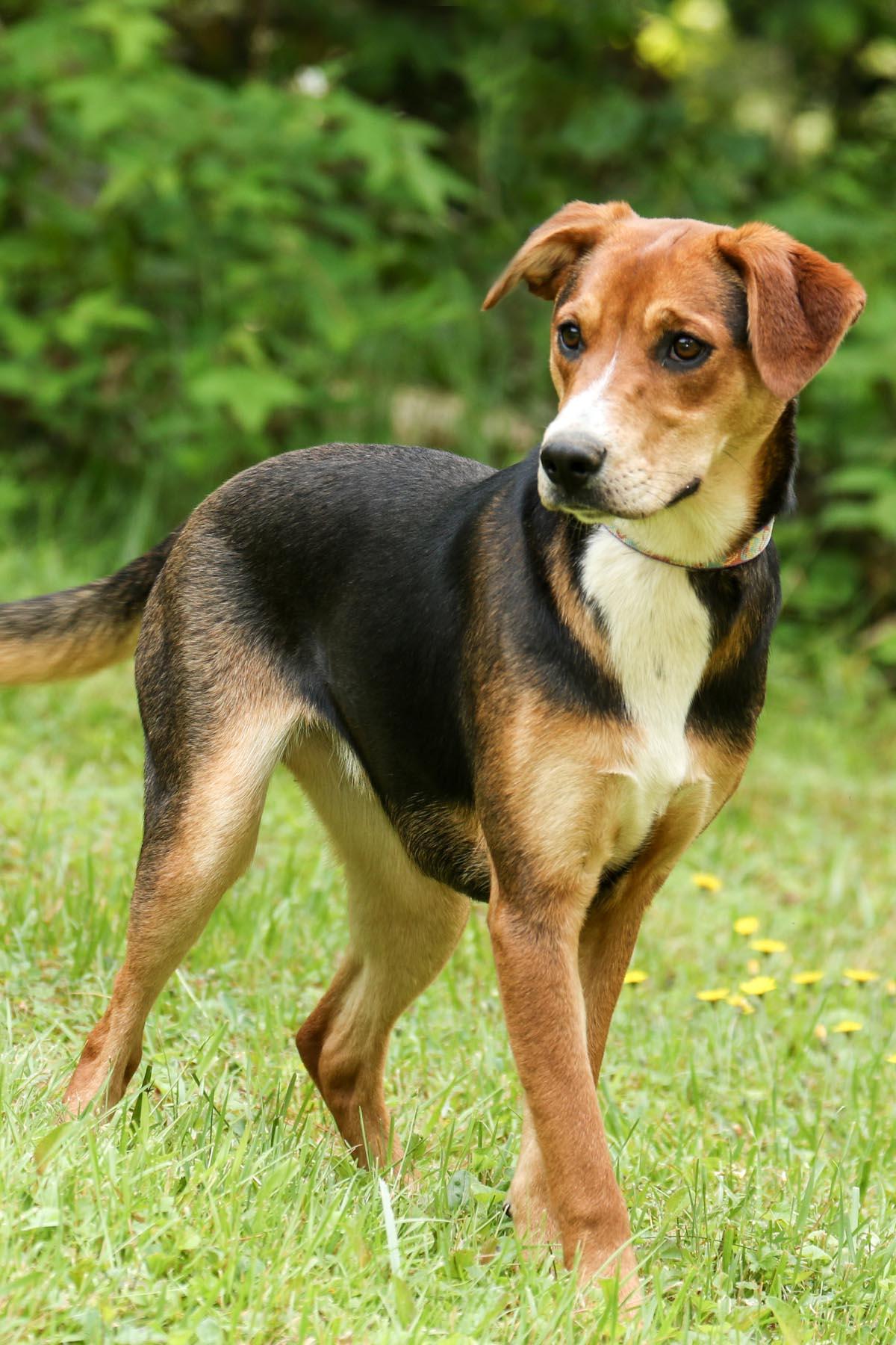 Enlarge Penny, a Adoptable mixed breed in Cashiers, NC image 5/6