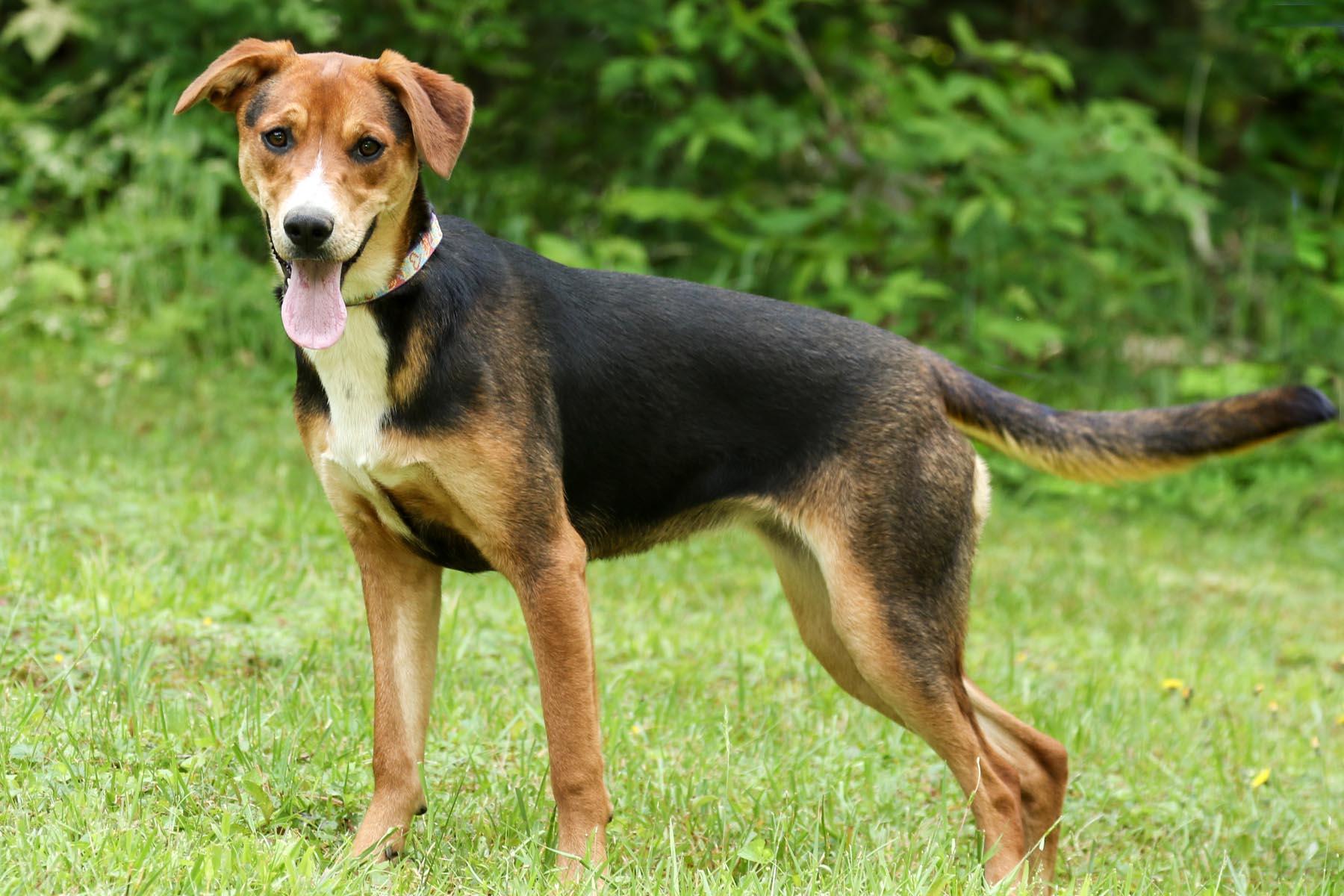 Enlarge Penny, a Adoptable mixed breed in Cashiers, NC image 2/6