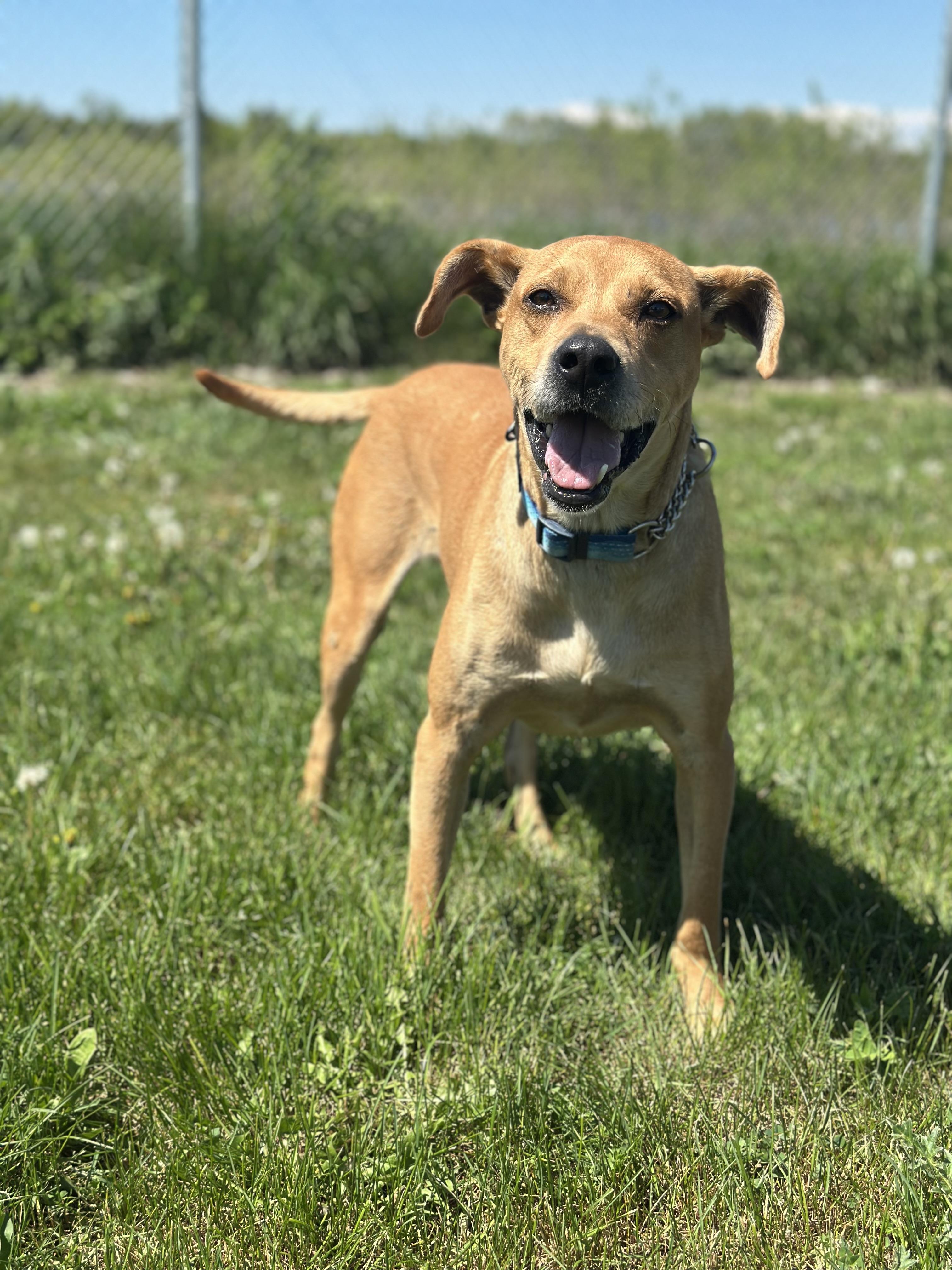 Rocko, Adult Male unknown