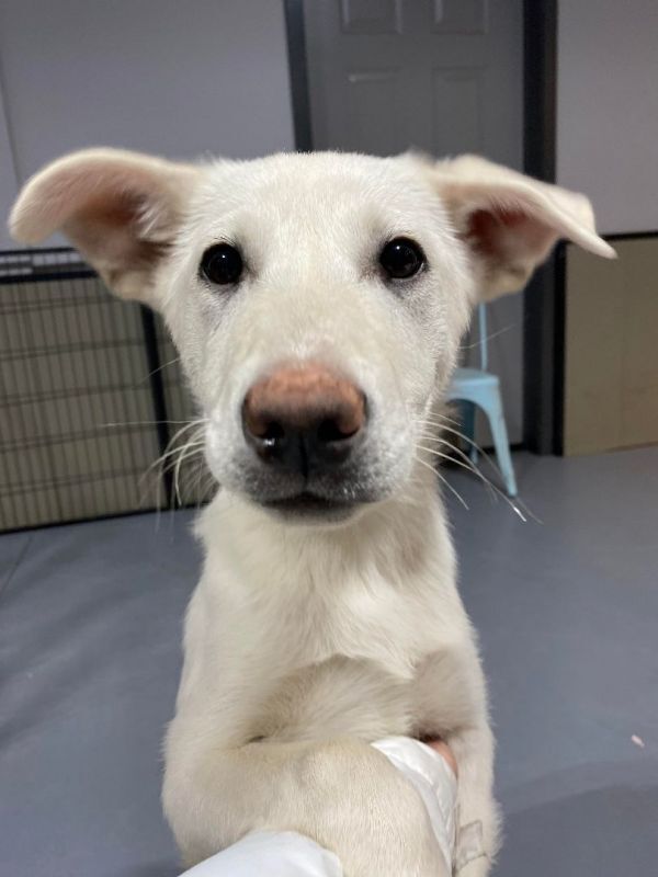 FELICITY *READ ENTIRE DESCRIPTION*, a Adoptable mixed breed in Spokane, WA image 5/8