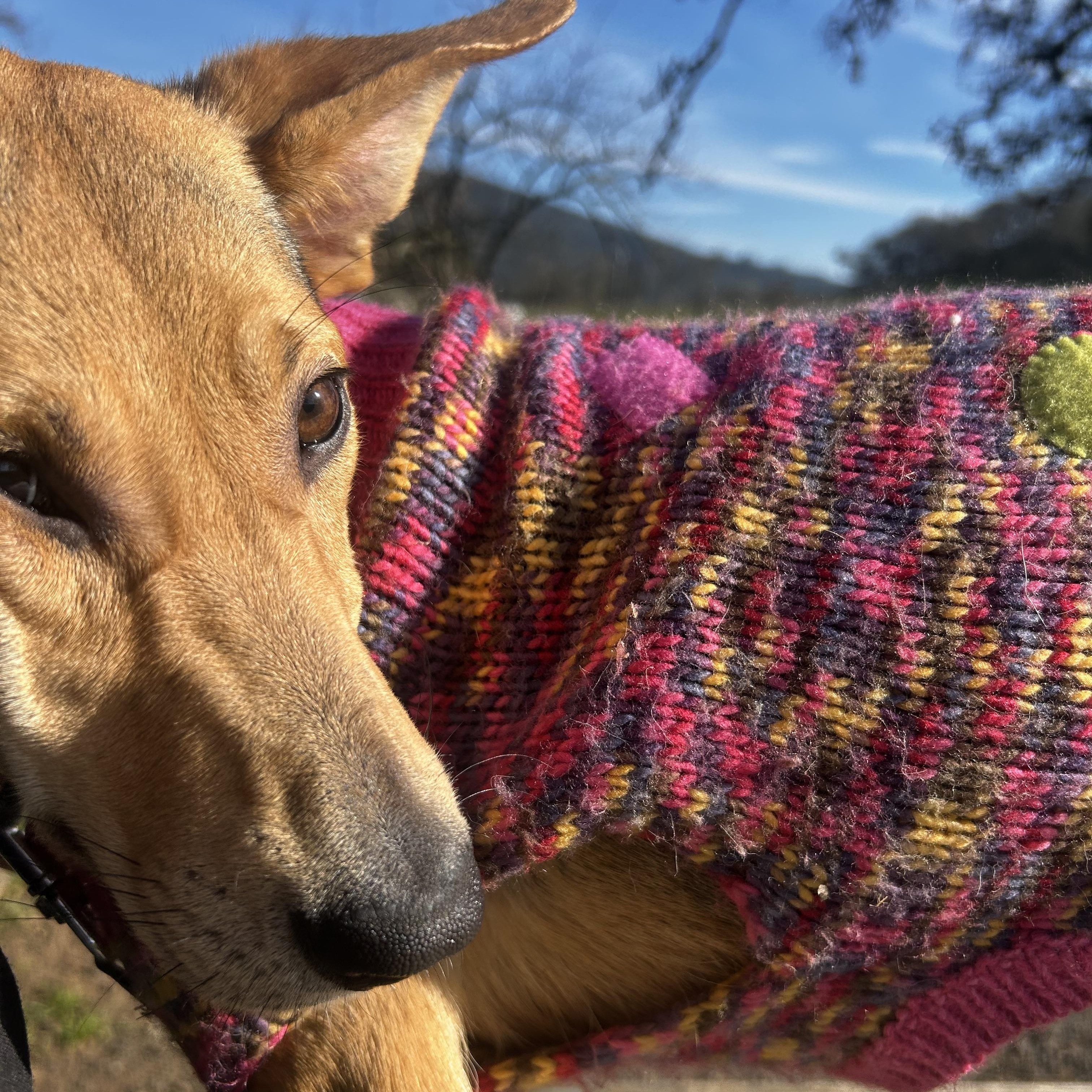 Enlarge Bambi, an adopted mixed breed in Petaluma, CA image 3/6
