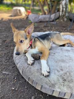 Bambi, adopted, Puppy Female German Shepherd Dog.
