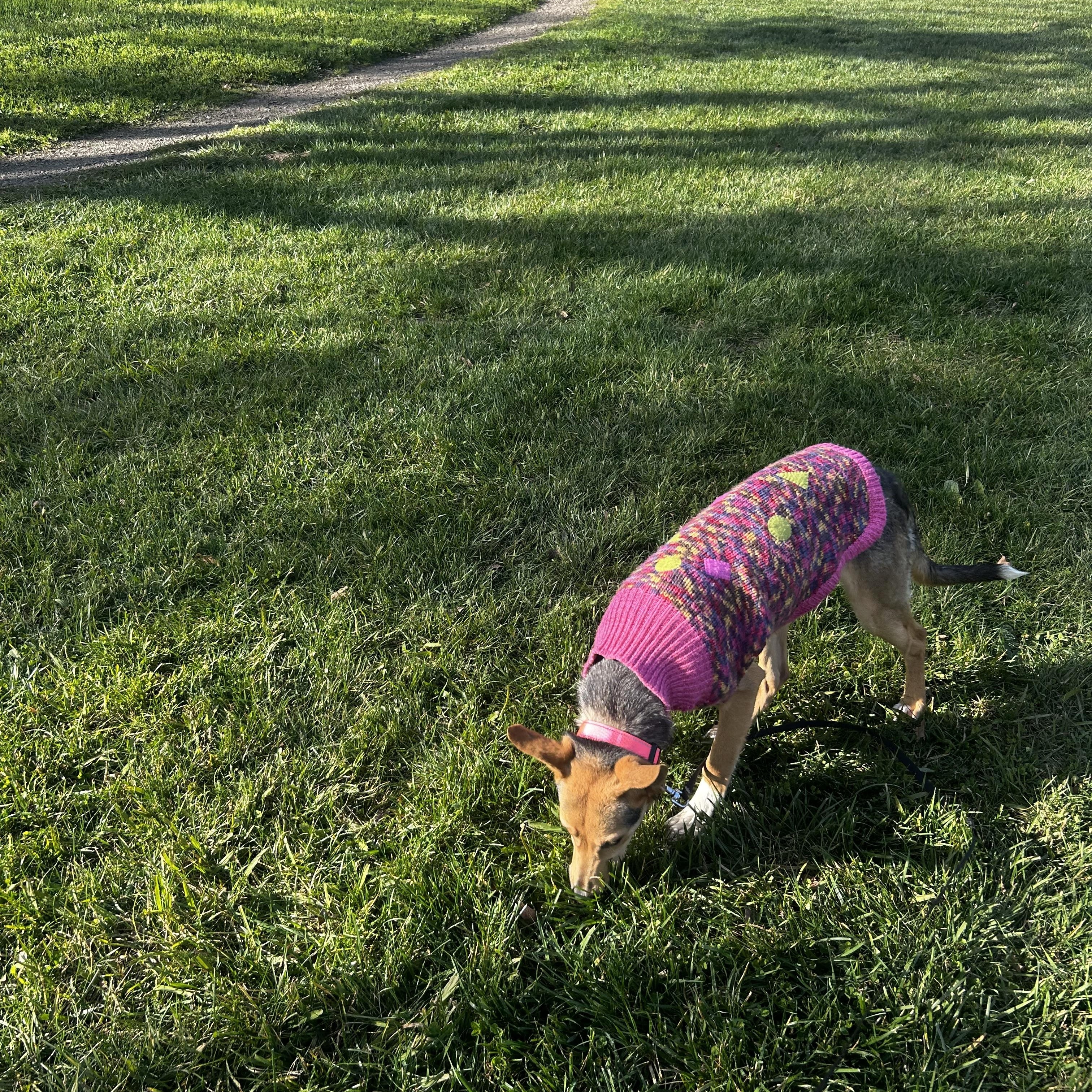 Enlarge Bambi, an adopted mixed breed in Petaluma, CA image 5/6