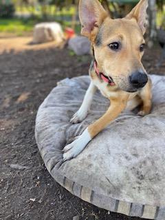 Enlarge Bambi, an adopted mixed breed in Petaluma, CA image 2/6