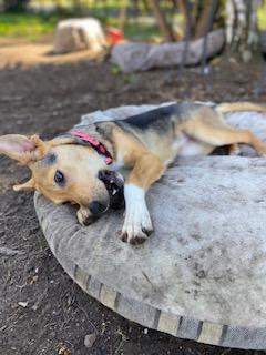 Enlarge Bambi, an adopted mixed breed in Petaluma, CA image 4/6