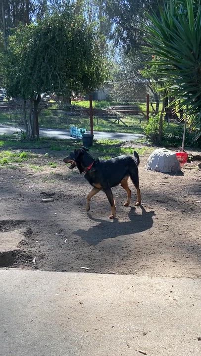 Enlarge Bambi, an adopted mixed breed in Petaluma, CA video 6/6