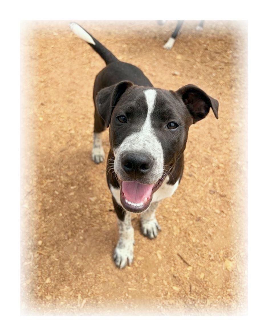 Enlarge Ranger, a ADOPTABLE mixed breed in Melbourne, AR image 2/4