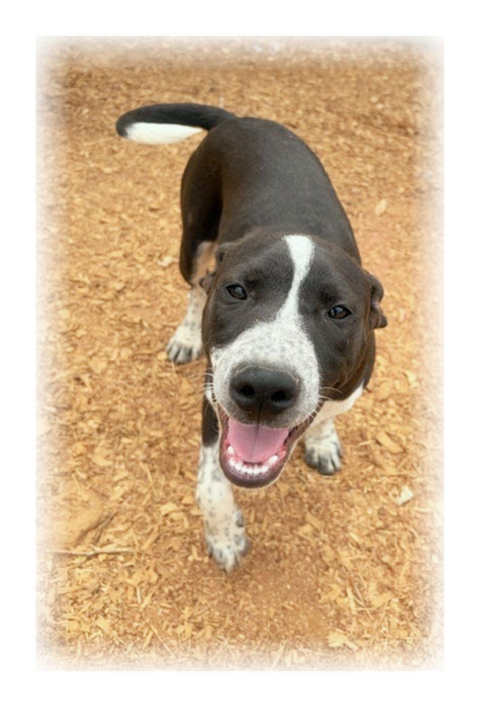 Enlarge Ranger, a ADOPTABLE mixed breed in Melbourne, AR image 4/4