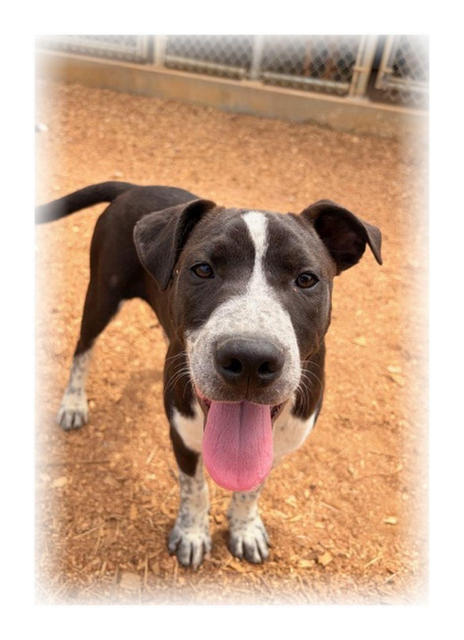 Enlarge Ranger, a ADOPTABLE mixed breed in Melbourne, AR image 1/4