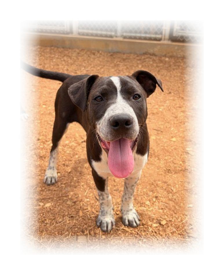 Enlarge Ranger, a ADOPTABLE mixed breed in Melbourne, AR image 3/4