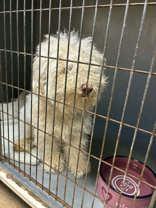 Alabaster, ADOPTABLE, Adult Male Bichon Frise.