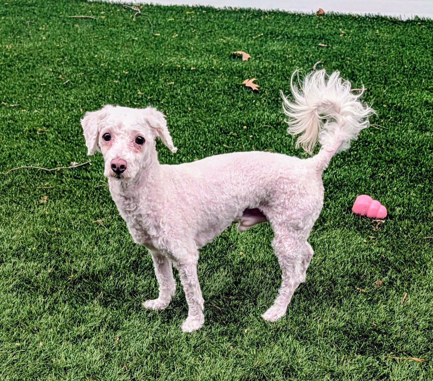 Enlarge Alabaster, a ADOPTABLE Bichon Frise in Mount Juliet, TN image 2/3