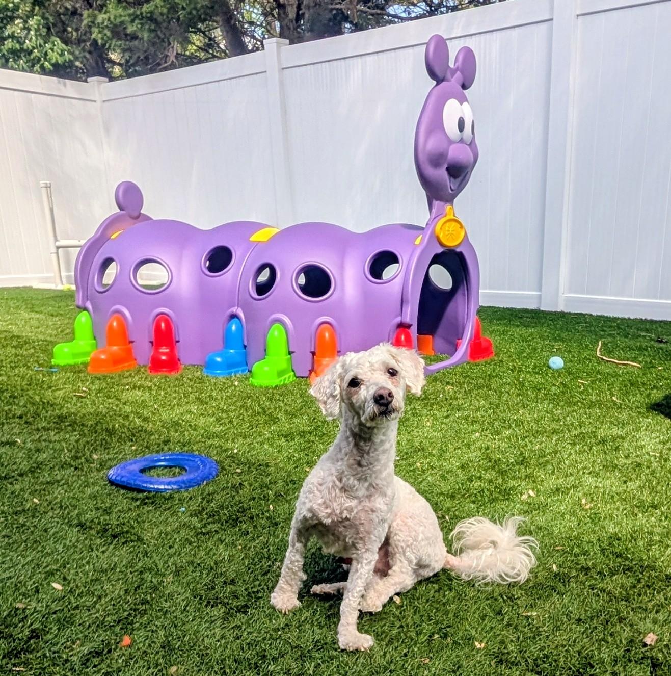 Enlarge Alabaster, a ADOPTABLE Bichon Frise in Mount Juliet, TN image 3/3
