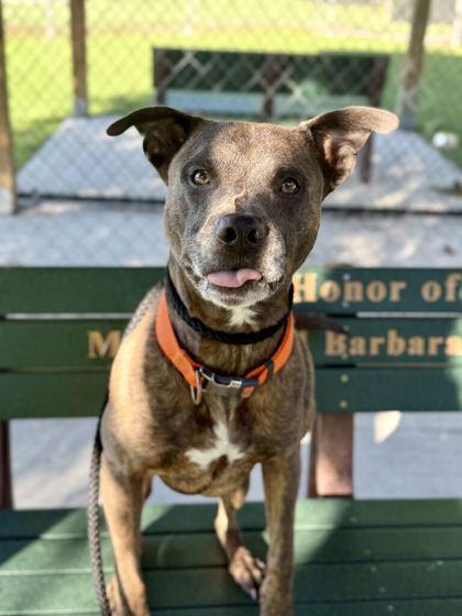 Pop - 3, Adoptable, Adult Male Pit Bull Terrier & Mixed Breed.