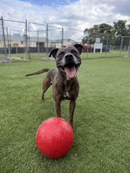 Enlarge Pop - 3, a Adoptable mixed breed in Daytona Beach, FL image 2/2