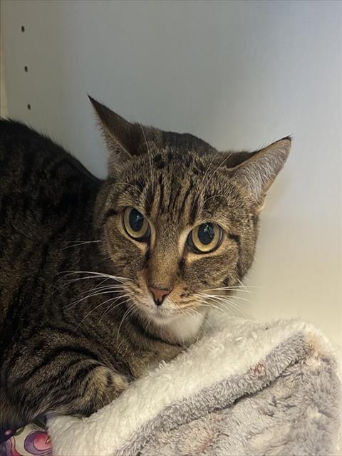 Enlarge PICKLES, a Adoptable Domestic Short Hair in Sarasota, FL image 1/1