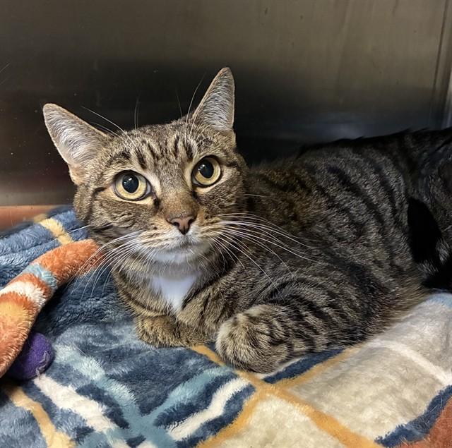 PICKLES, Adoptable, Senior Female Domestic Short Hair.