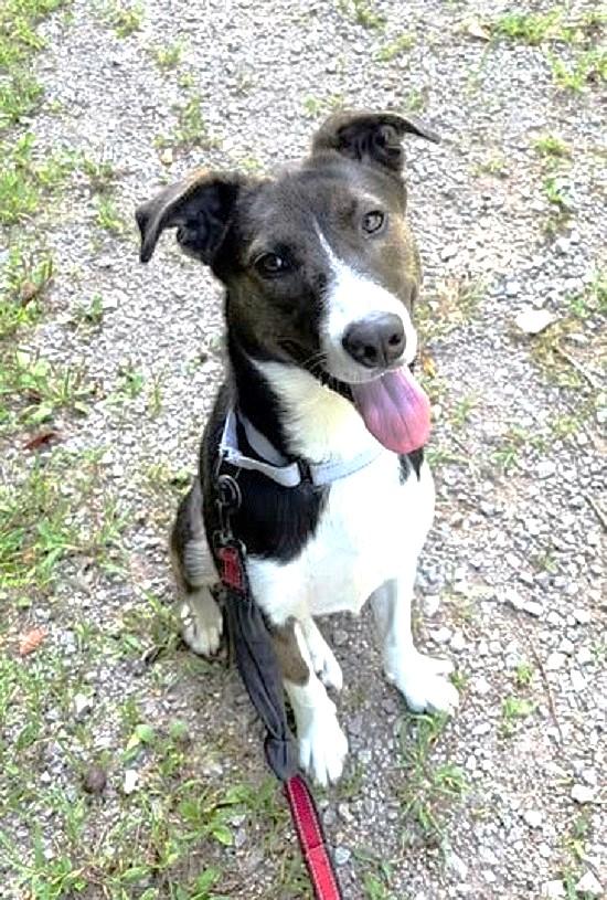 Enlarge CECE, a Adoptable mixed breed in Pegram, TN image 3/6