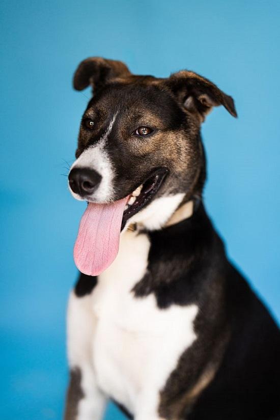Enlarge CECE, a Adoptable mixed breed in Pegram, TN image 4/5